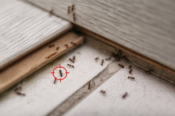 Best Pest Prevention Services  in Winchester, KY